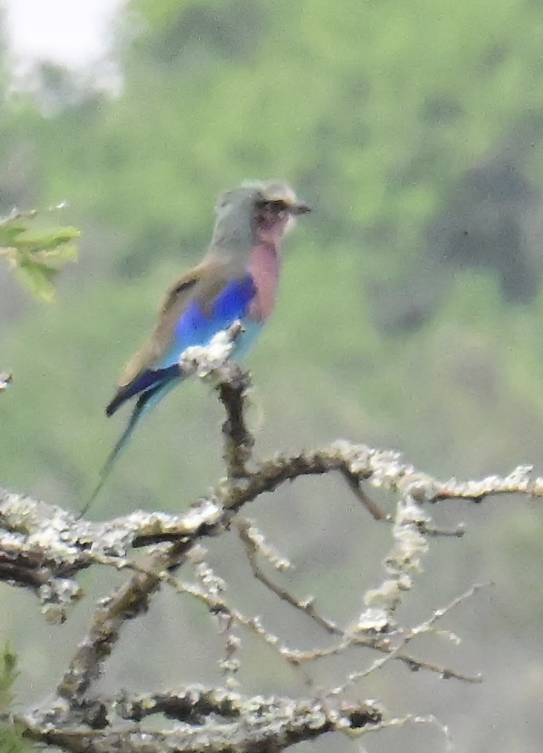 Lilac-breasted Roller - ML644945073