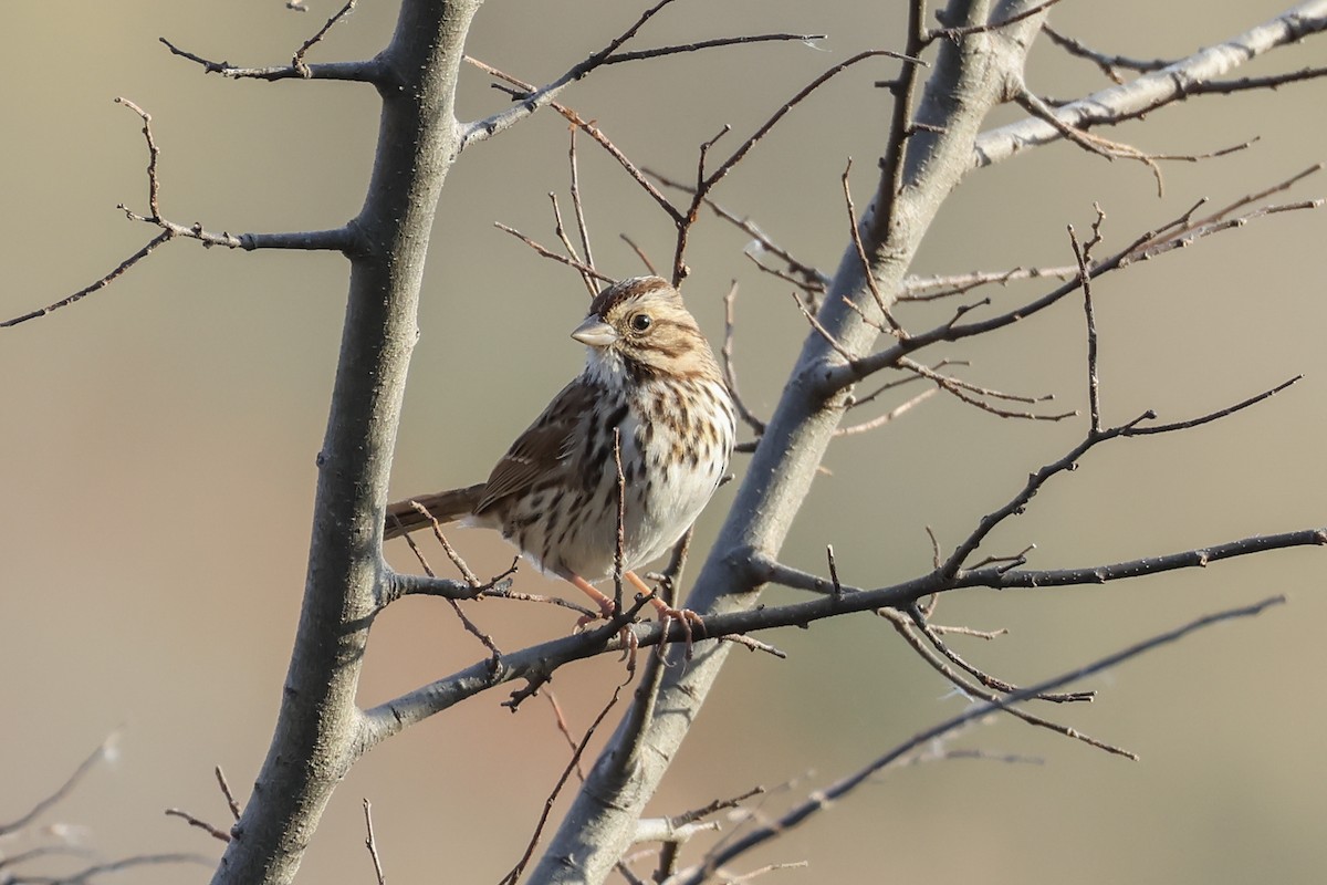 Song Sparrow - ML644945074