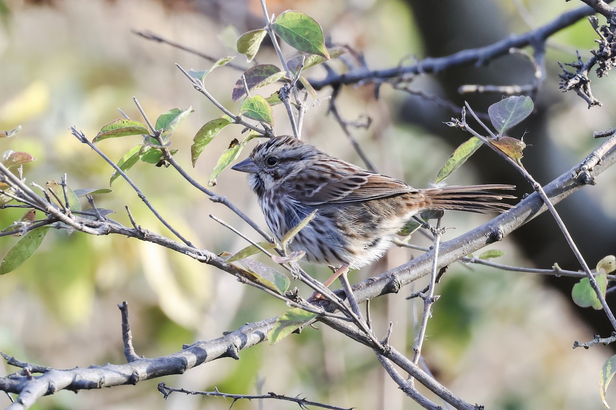 Song Sparrow - ML644945075