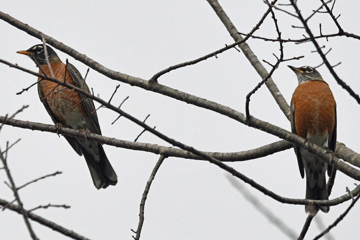 Zozo papargorria - ML644945081