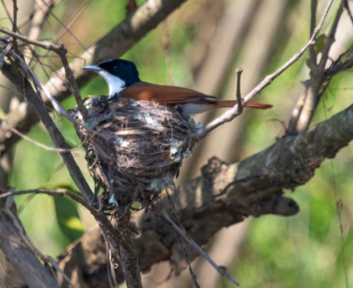 テリヒラハシ - ML644945084