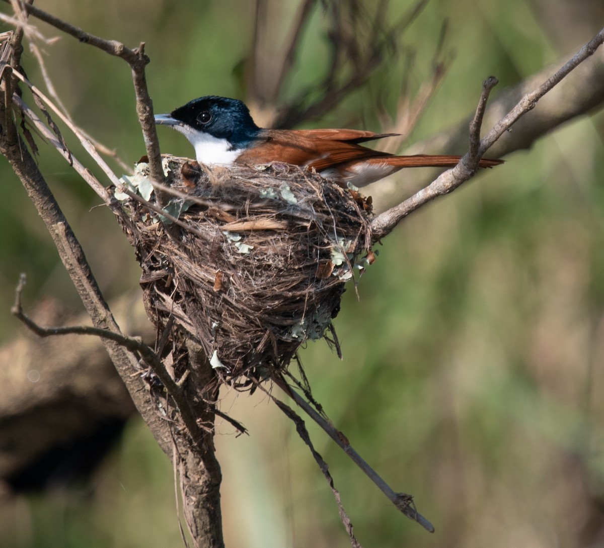 テリヒラハシ - ML644945085