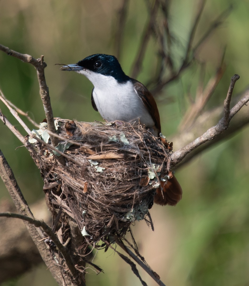 テリヒラハシ - ML644945086