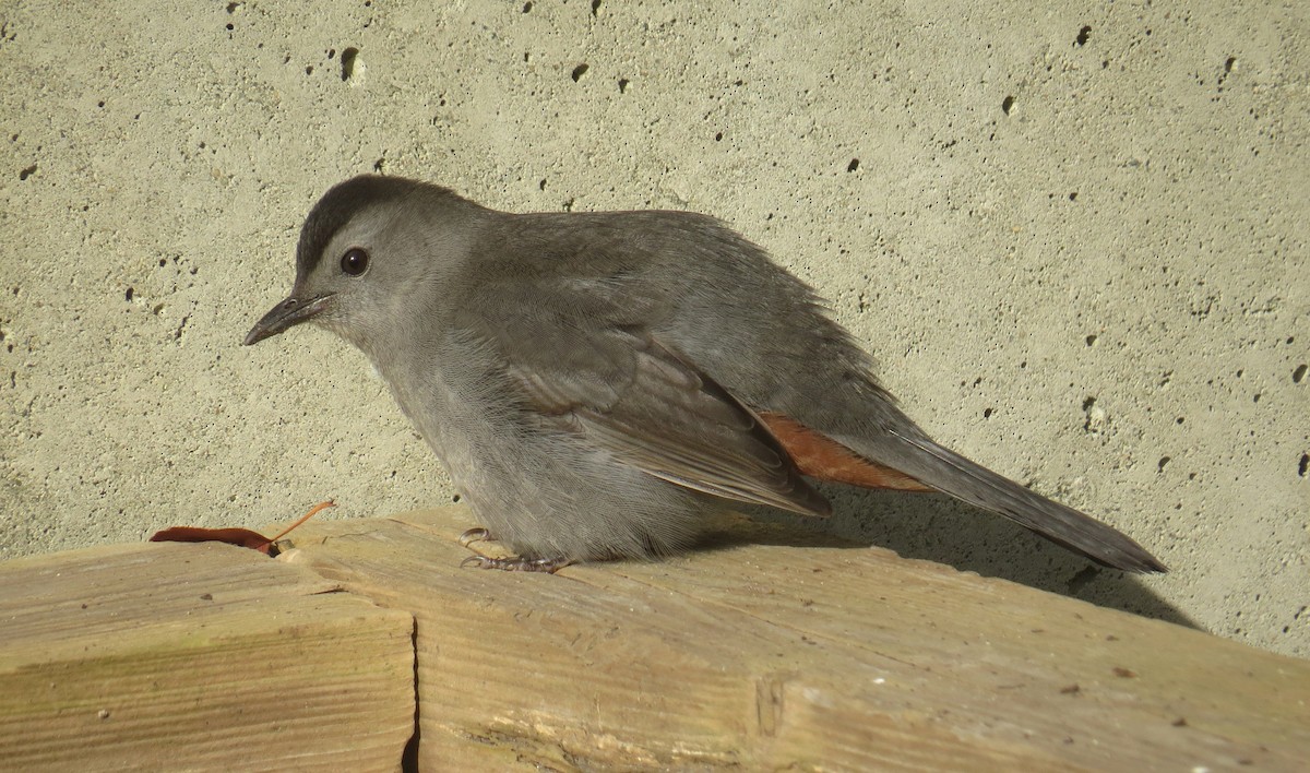 Gray Catbird - ML644945088