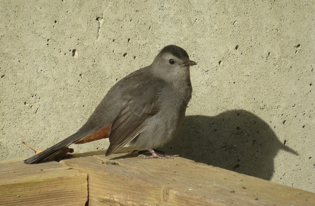 Gray Catbird - ML644945092