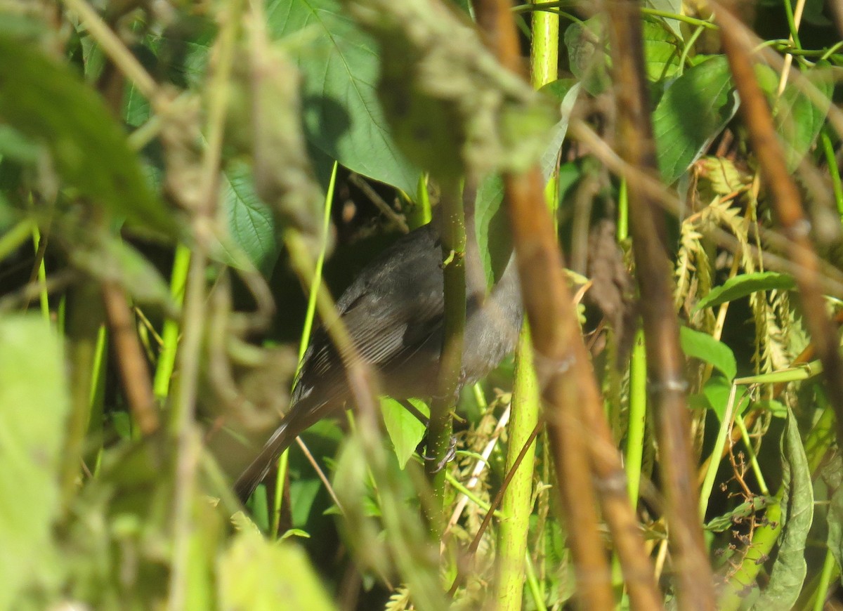 Gray Catbird - ML644945098