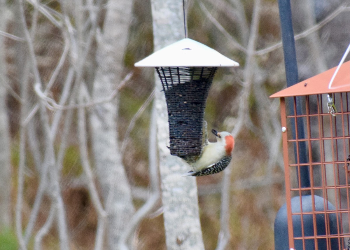 Red-bellied Woodpecker - ML644945114