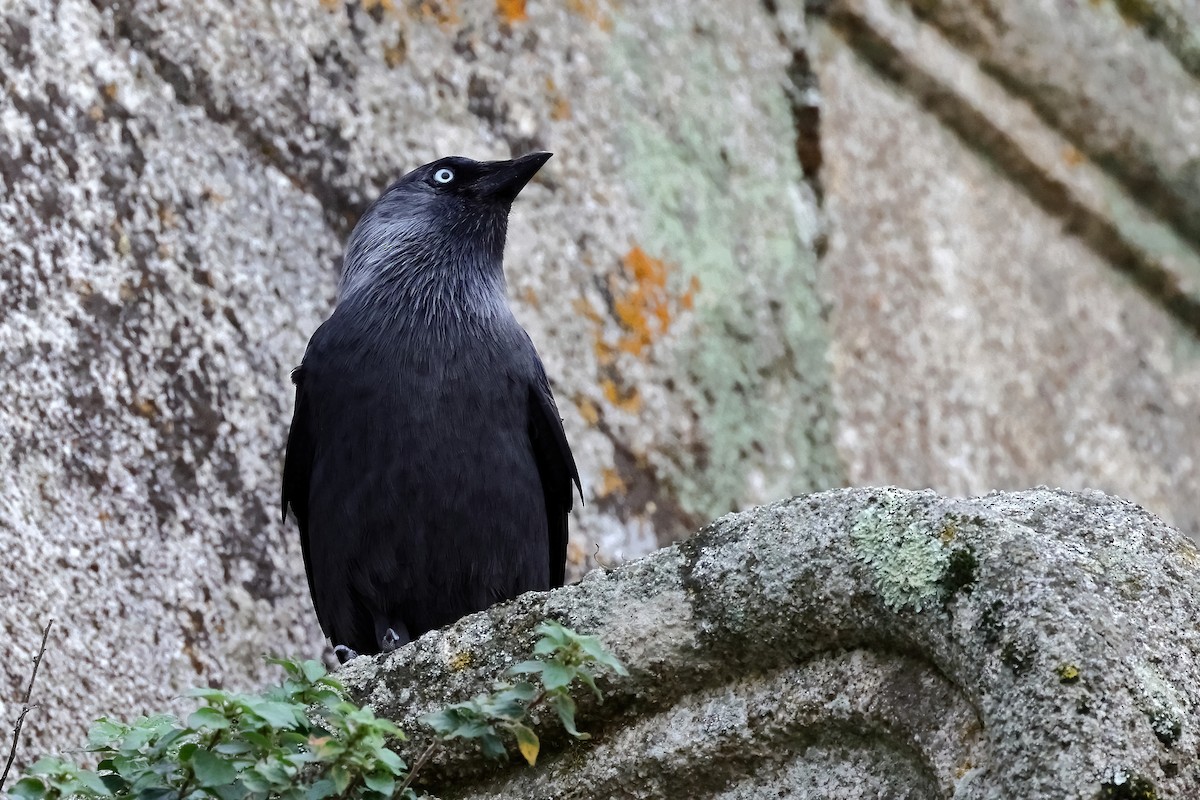 Choucas des tours - ML644945116