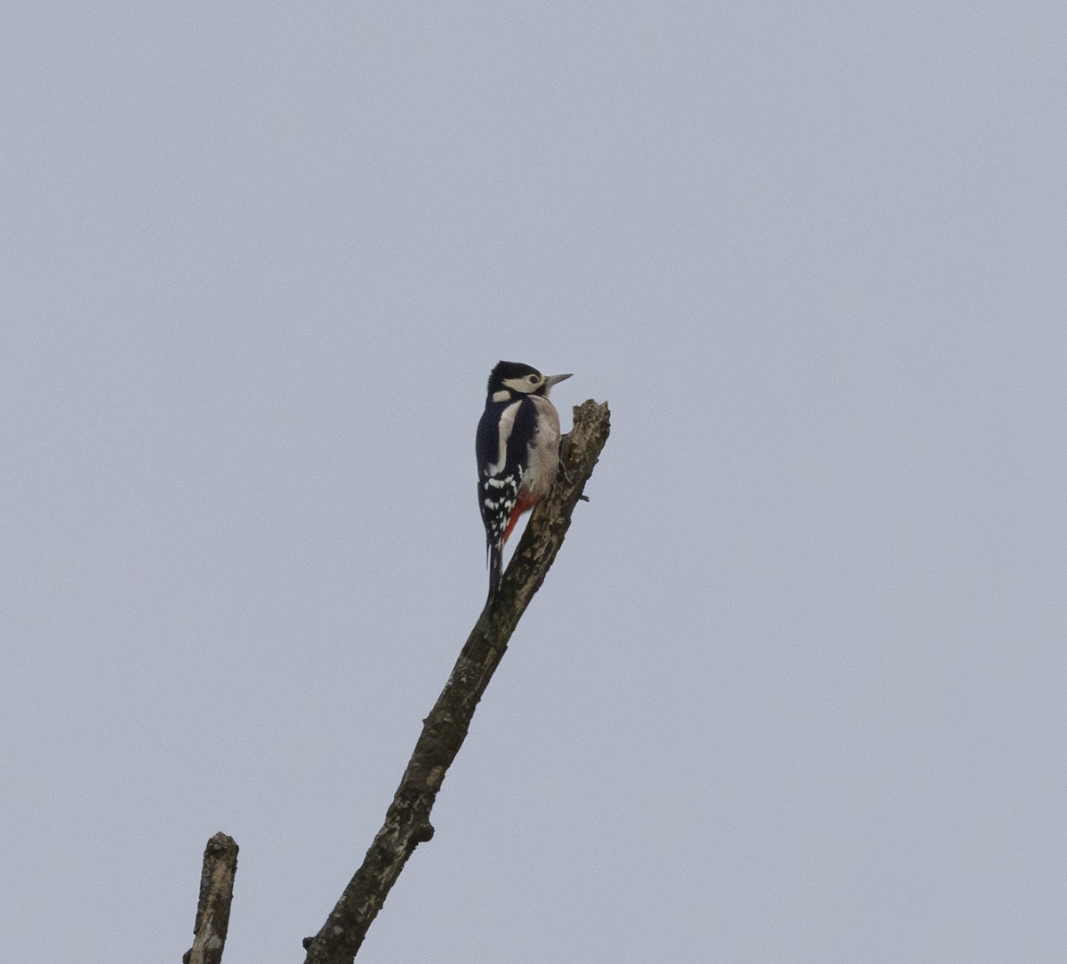 Great Spotted Woodpecker - ML644945141