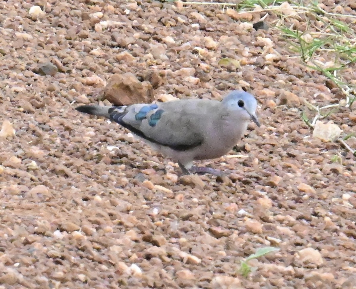 Зеленокрылая лесная горлица - ML644945165