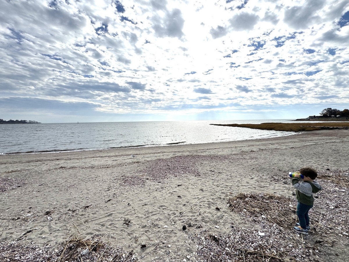 Ring-billed Gull - ML644945175