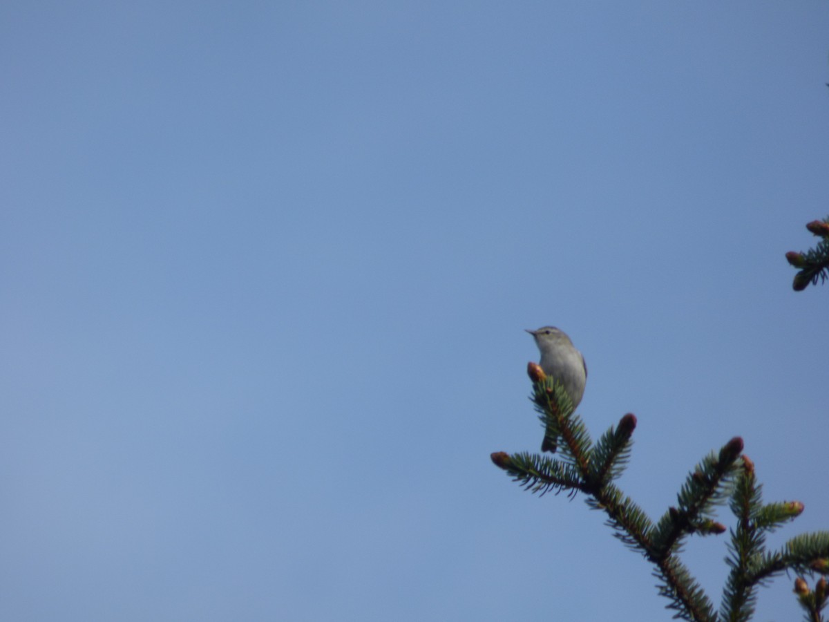 Batılı Ötücü Vireo - ML644945192