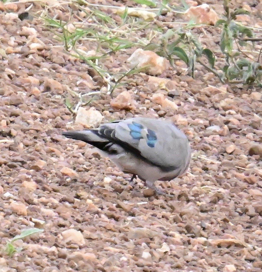 Зеленокрылая лесная горлица - ML644945213