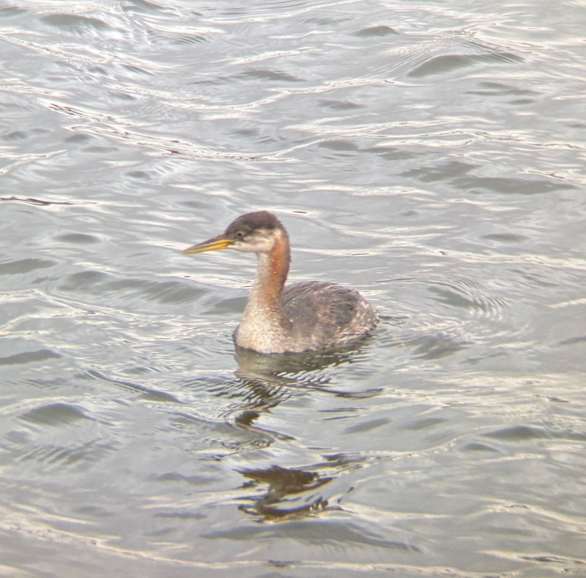 Red-necked Grebe - ML644945263