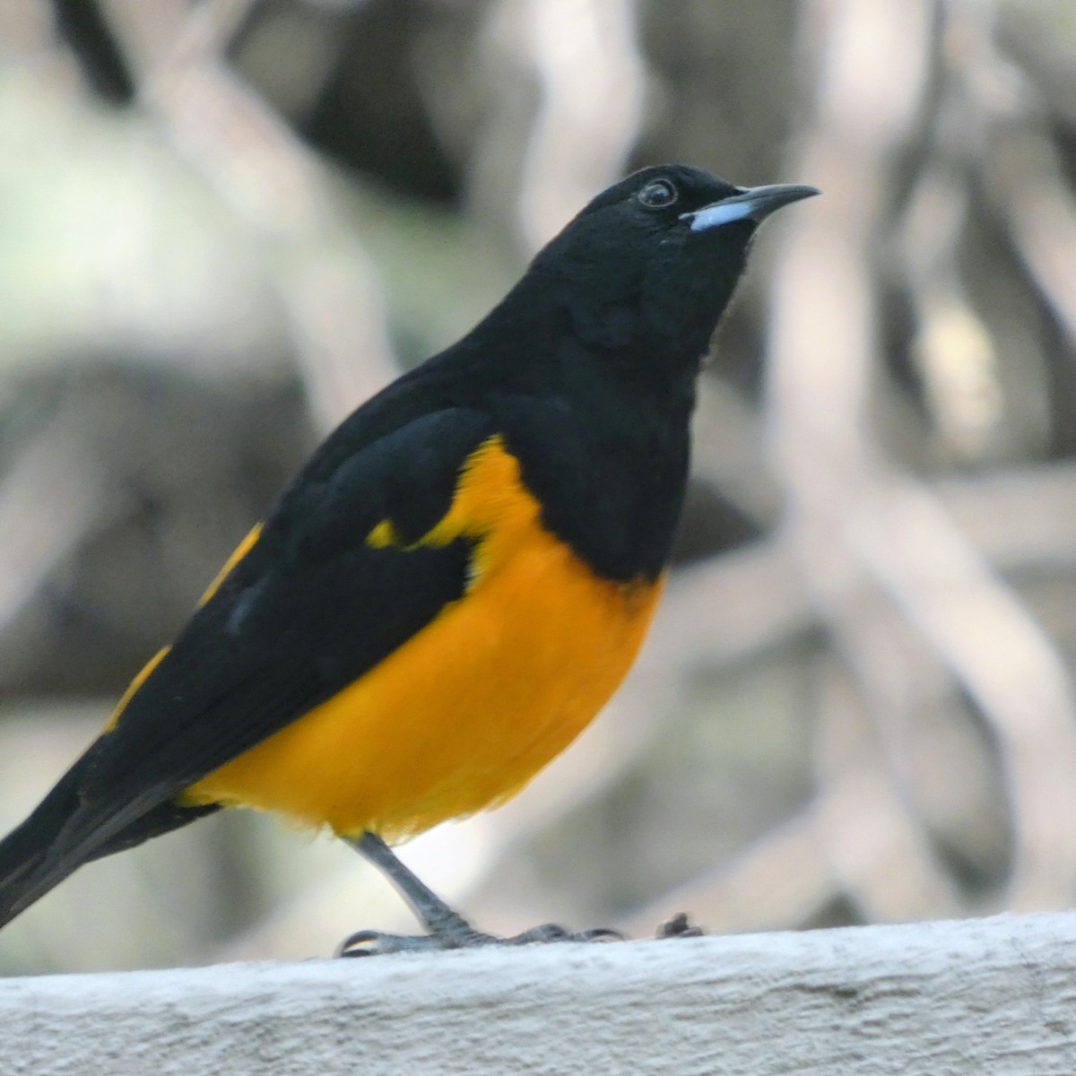 Black-vented Oriole - ML644945272