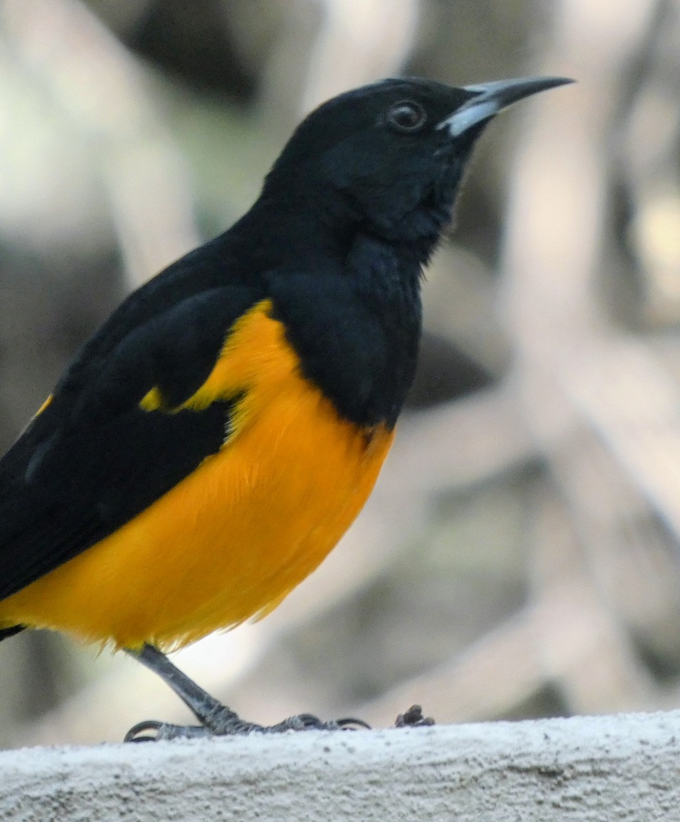 Black-vented Oriole - ML644945309