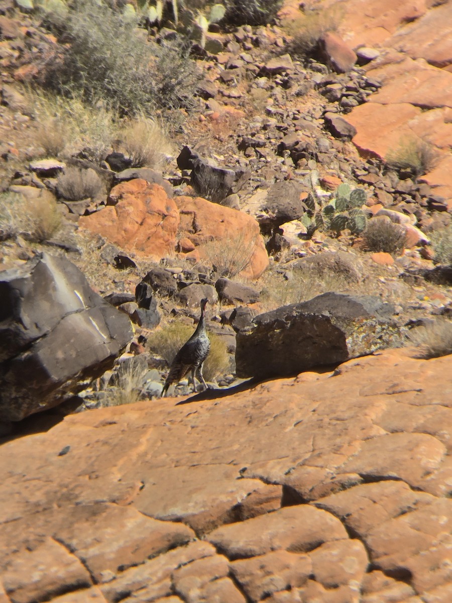 Wild Turkey - ML644945330