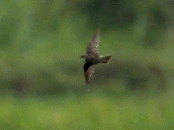 Uhalde-enara arrunta - ML644945352