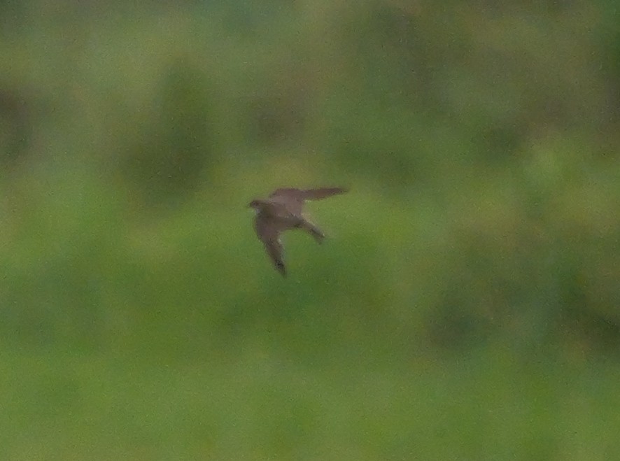 Uhalde-enara arrunta - ML644945353