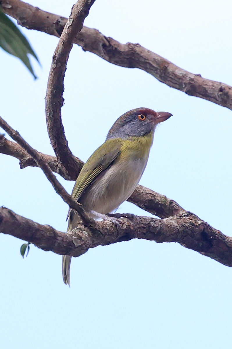 Віреон рудобровий (підвид ochrocephala) - ML644945379