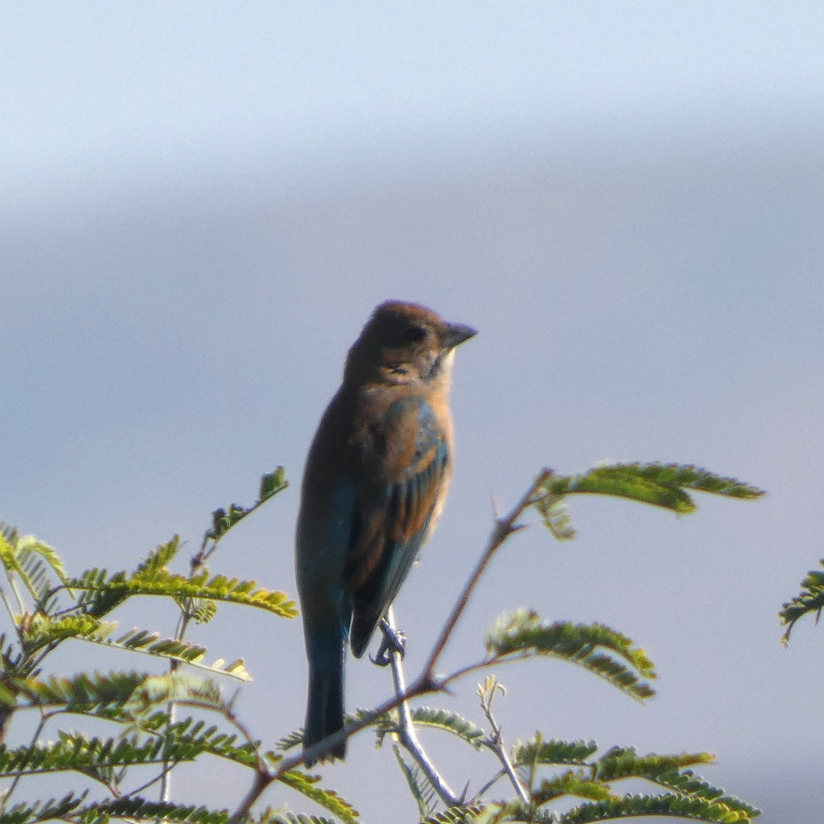 indigospurv - ML644945380