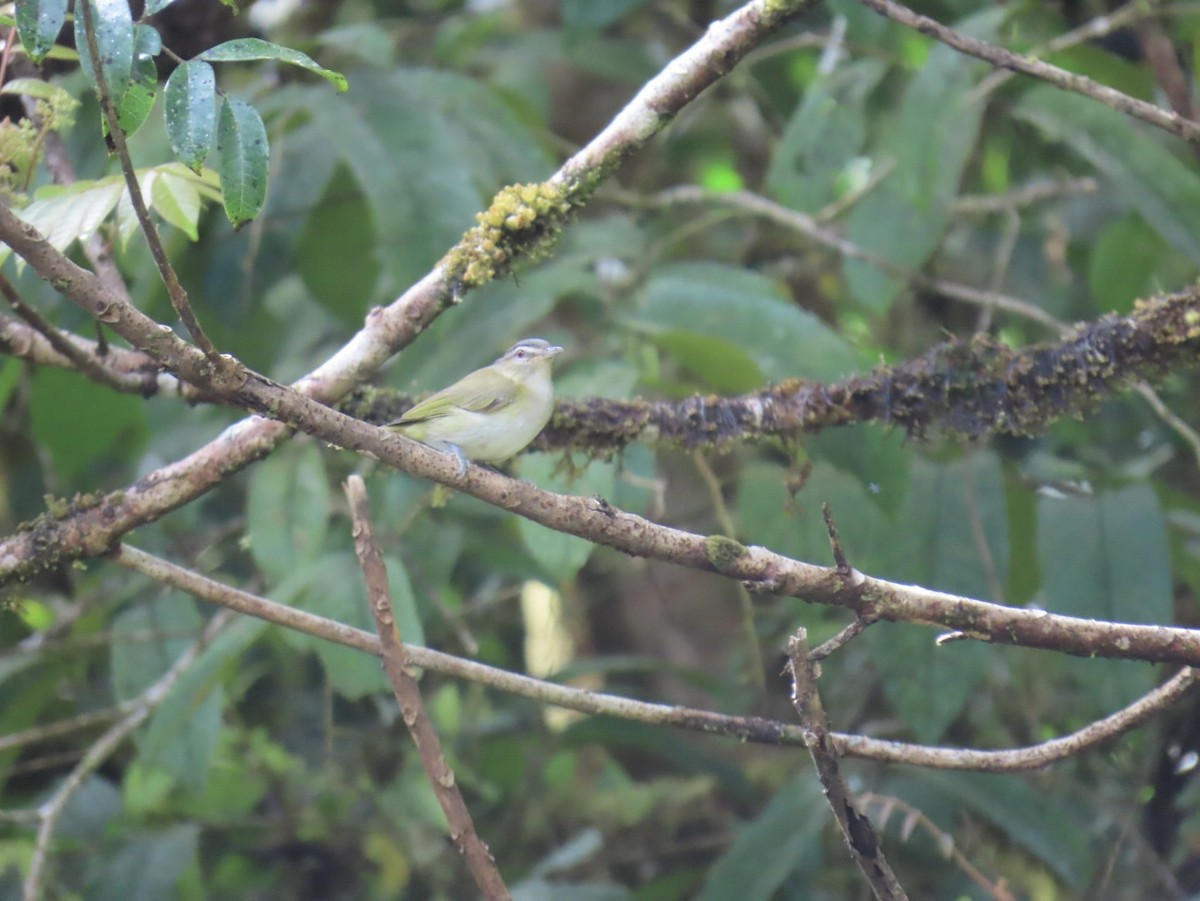 アカメモズモドキ - ML644945381