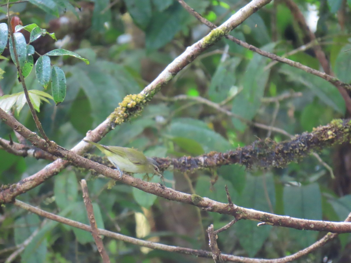 アカメモズモドキ - ML644945389