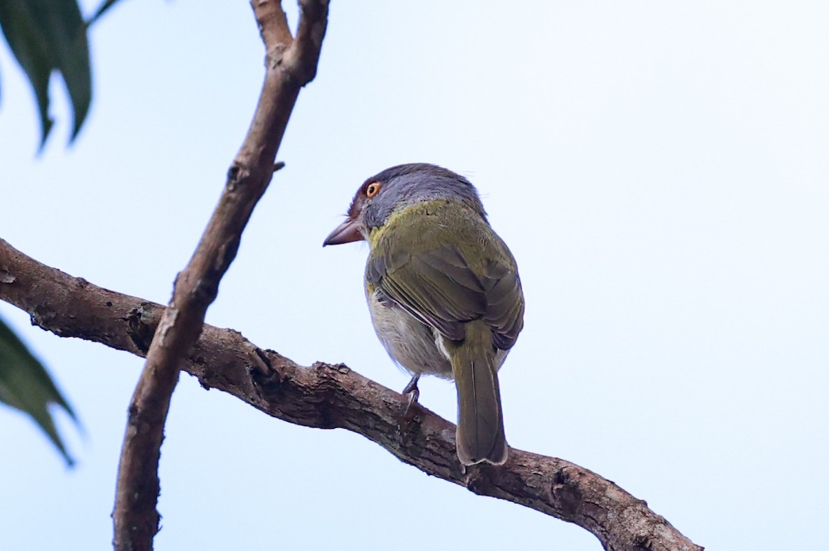 Віреон рудобровий (підвид ochrocephala) - ML644945394