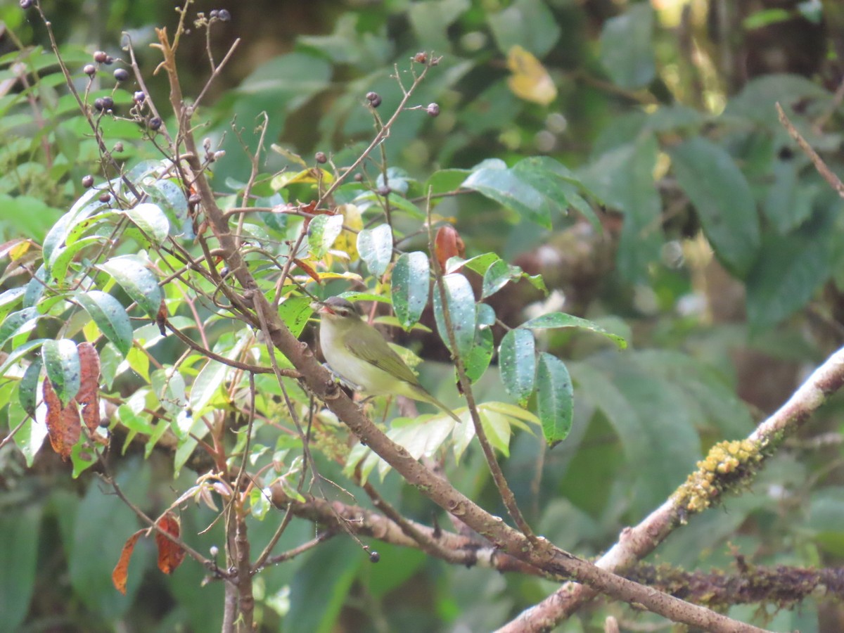 アカメモズモドキ - ML644945407