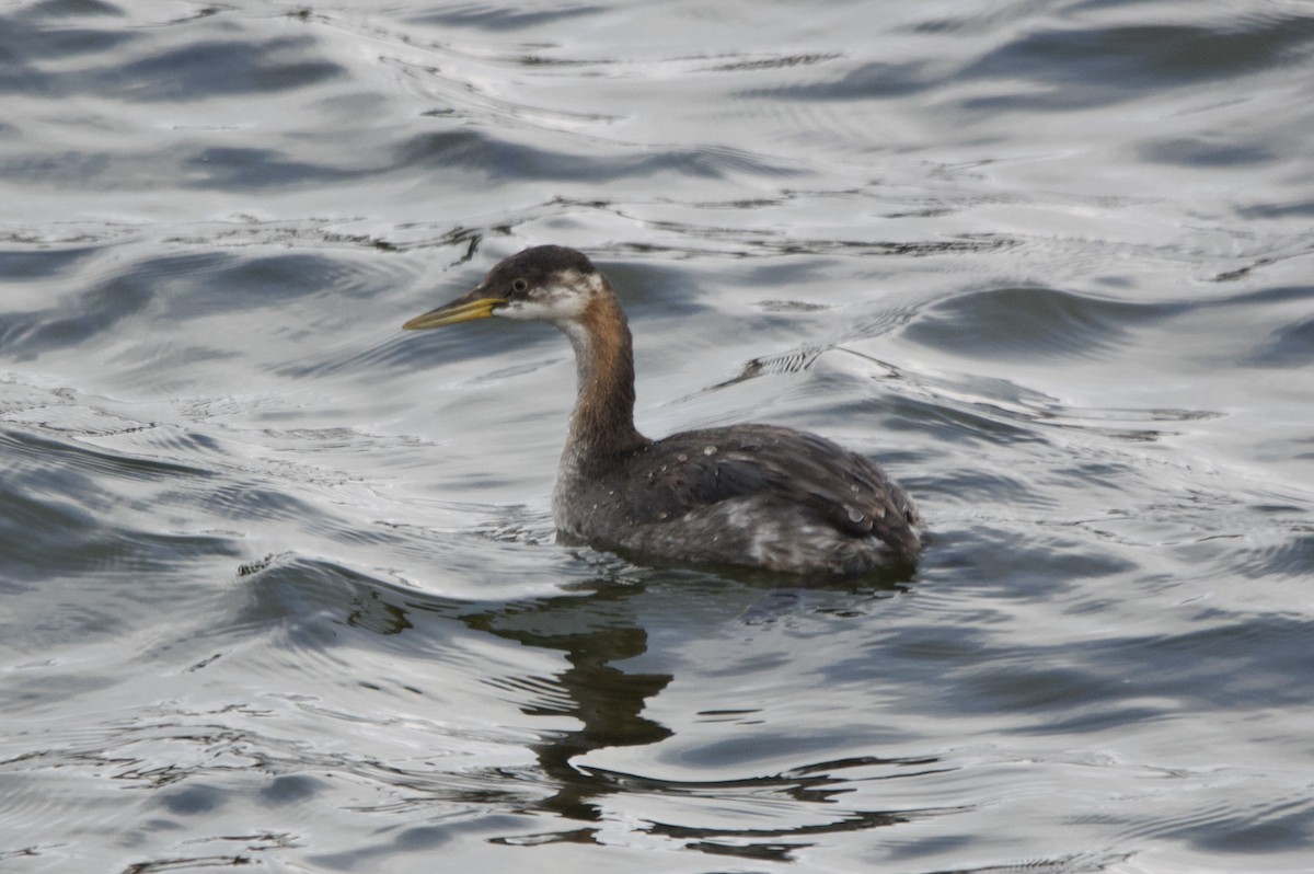 Red-necked Grebe - ML644945438