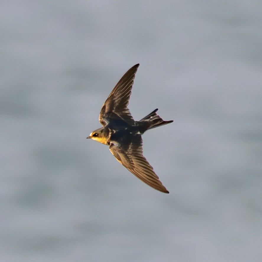 vlaštovka obecná - ML644945439