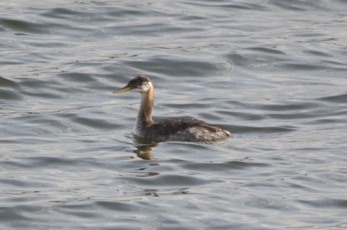 Red-necked Grebe - ML644945444