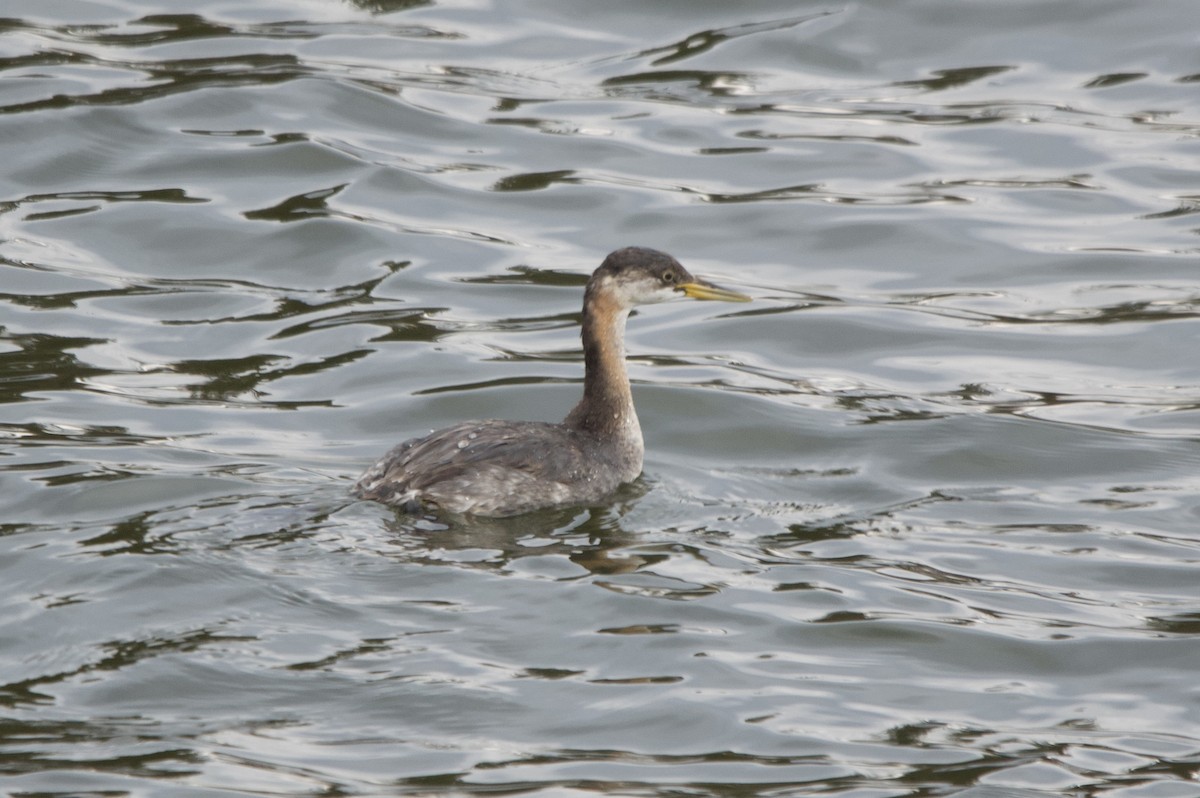 Red-necked Grebe - ML644945445