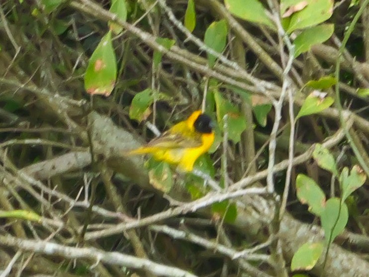 Ткачик савановий - ML644945452