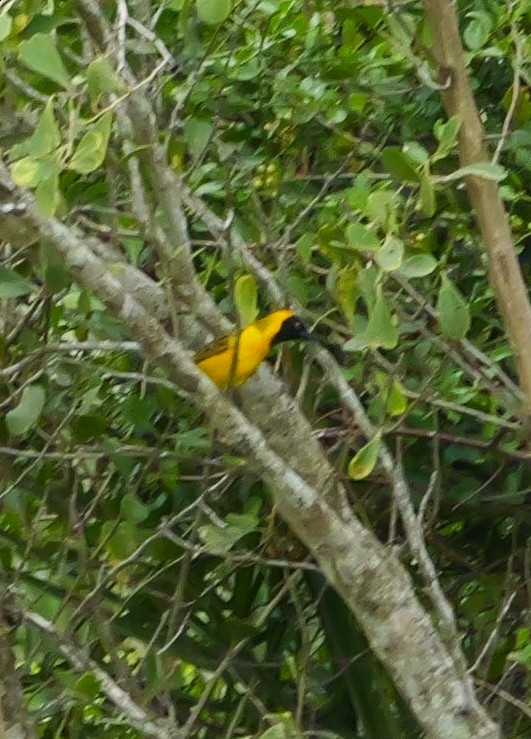 Ткачик савановий - ML644945453