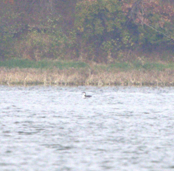 loon sp. - ML644945485