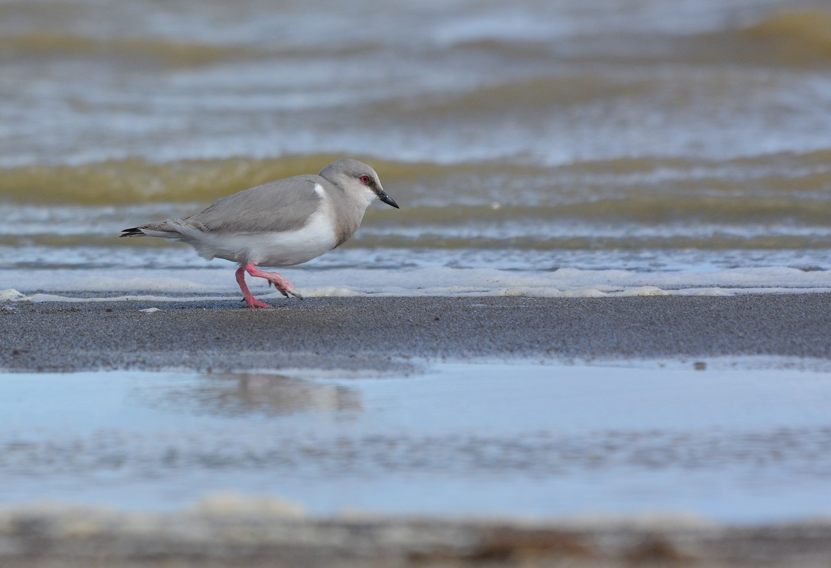 Магелланова ржанка - ML644945496