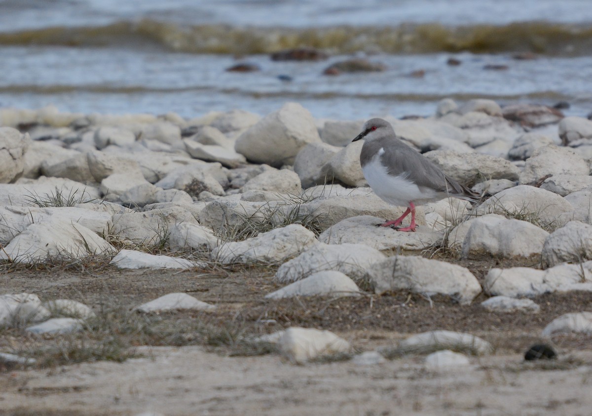 Магелланова ржанка - ML644945497