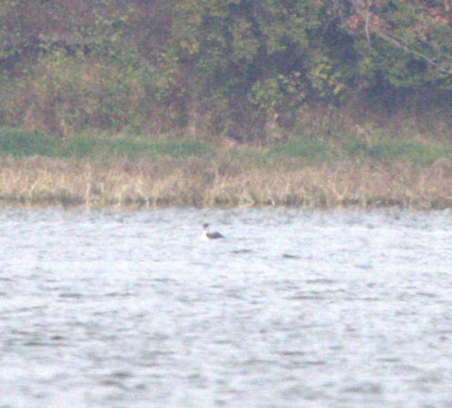 loon sp. - ML644945498