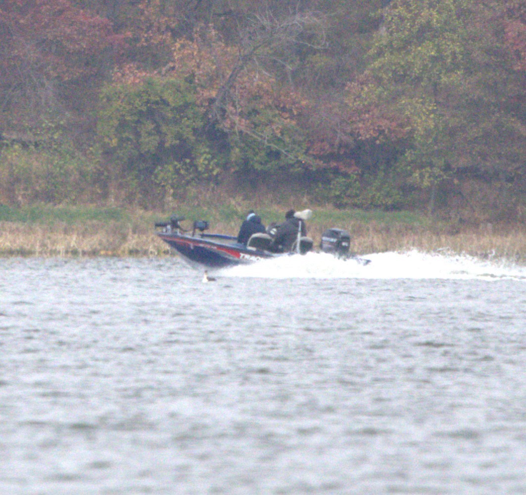 loon sp. - ML644945512