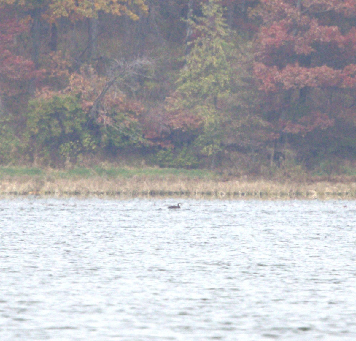 loon sp. - ML644945521
