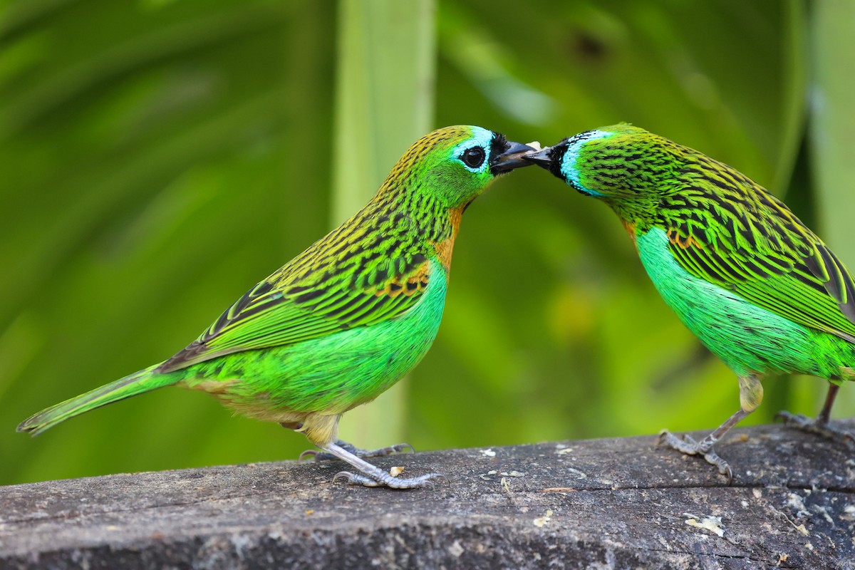 Tangara de Desmarest - ML644945523