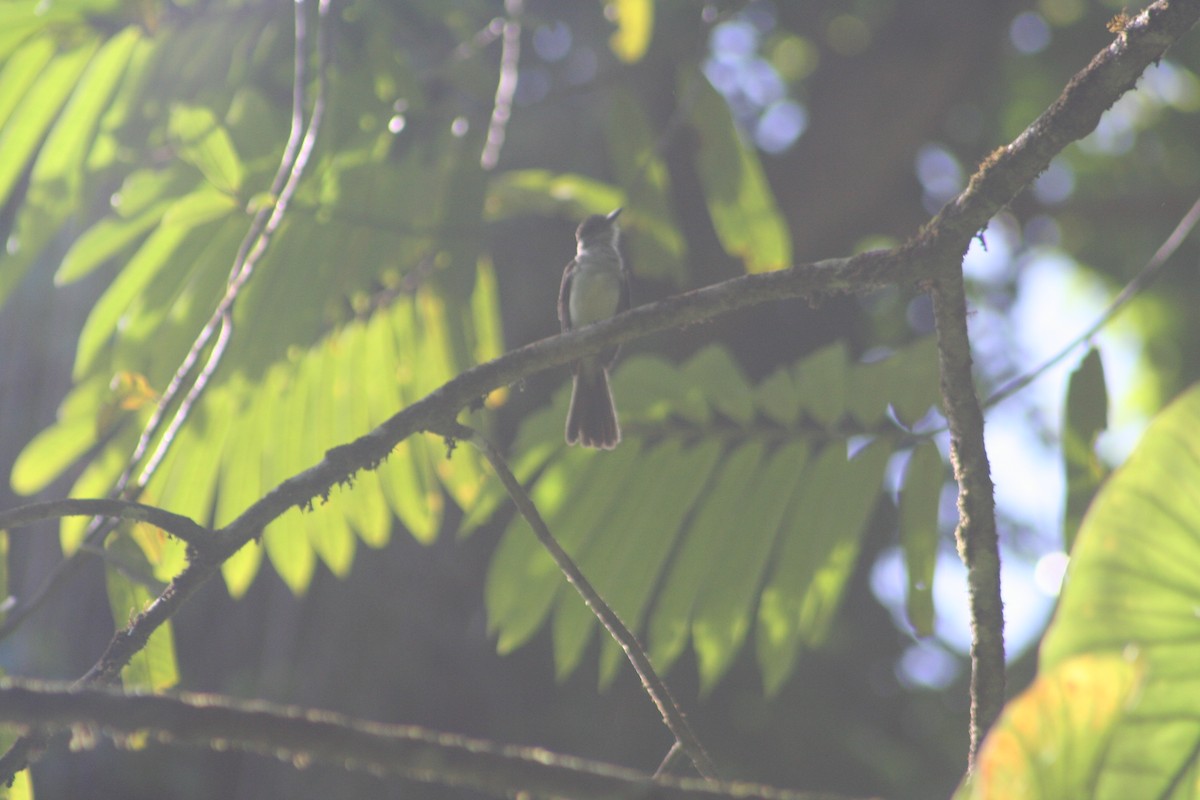 venezuelatyrann - ML644945527