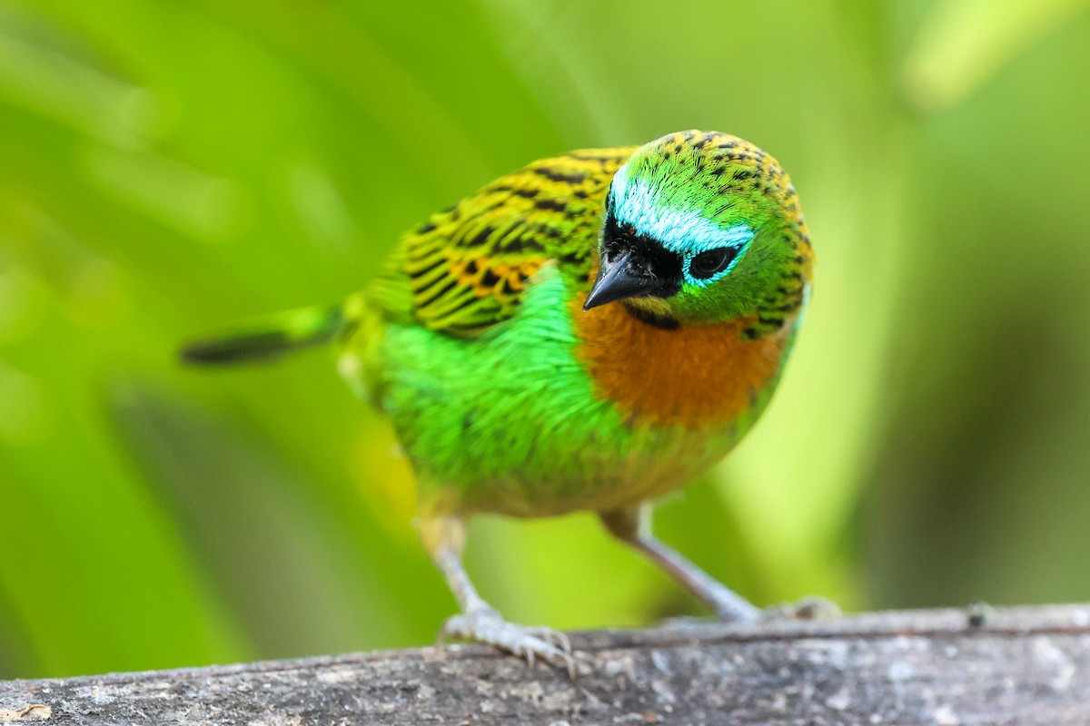 Tangara de Desmarest - ML644945533