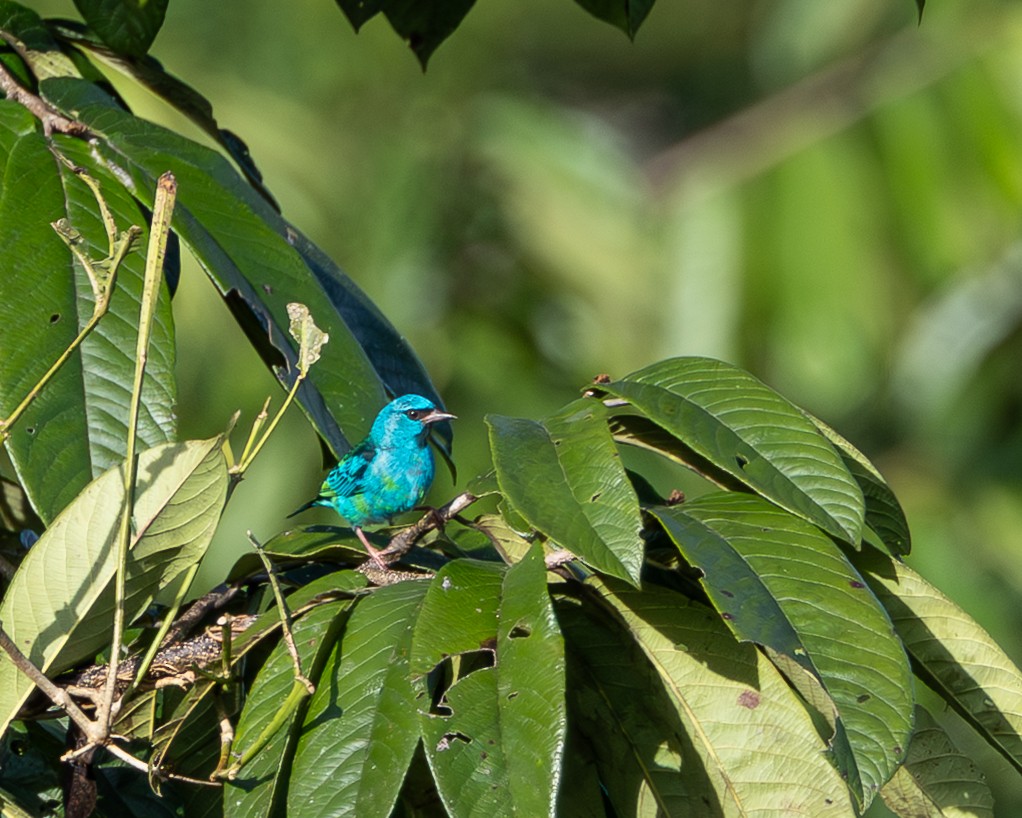 Blue Dacnis - ML644945535