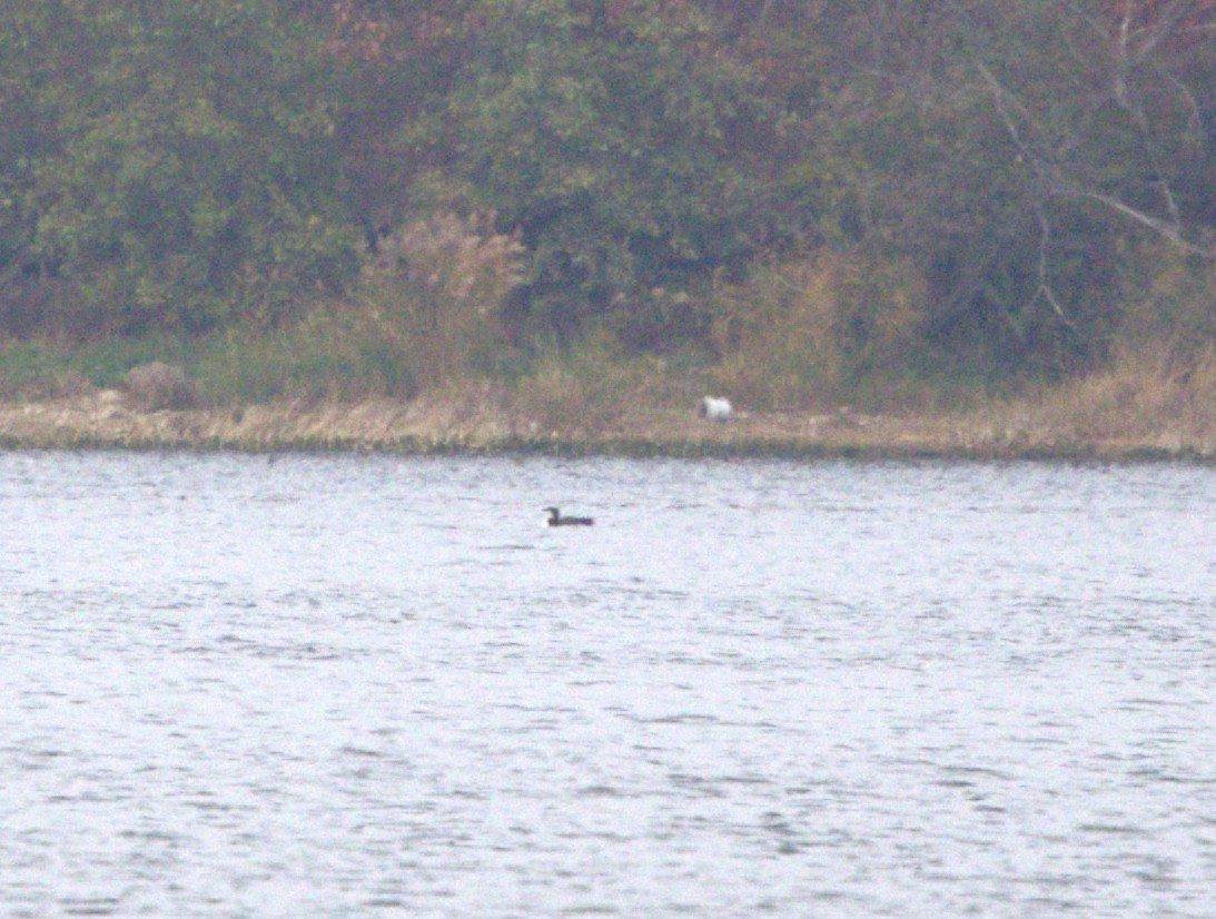 loon sp. - ML644945536