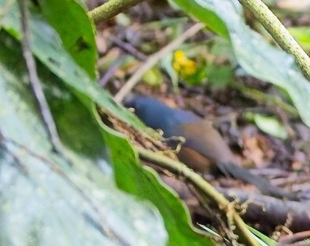 Slaty Bristlefront - ML644945540