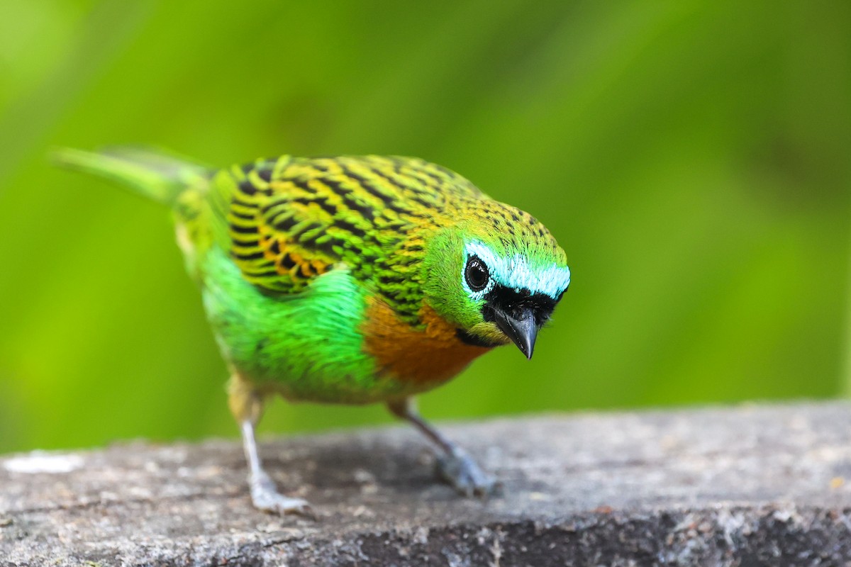 Tangara de Desmarest - ML644945545