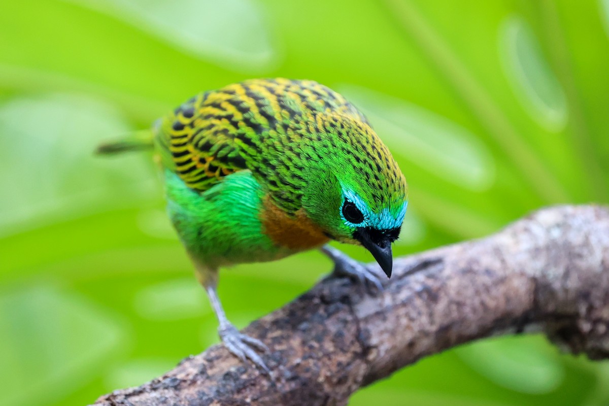 Tangara de Desmarest - ML644945551