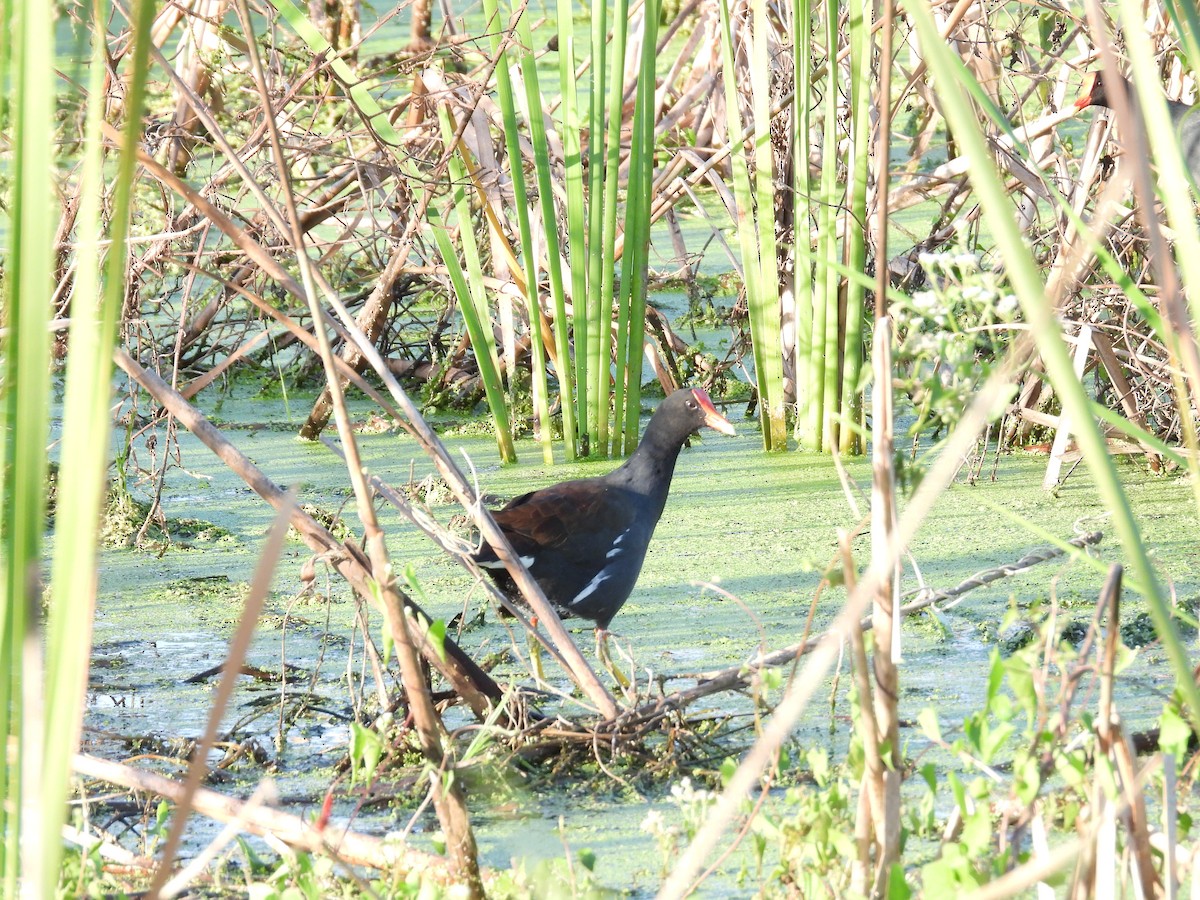 Курочка латиноамериканська - ML644945566